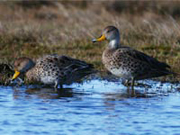 yellow billed pintail